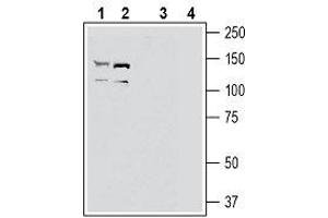 Western Blotting (WB) image for anti-EPH Receptor A2 (EPHA2) (AA 333-347), (Extracellular) antibody (ABIN7043122)
