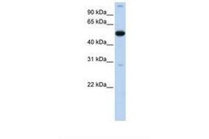 Image no. 1 for anti-Zinc Finger Protein 500 (ZNF500) (AA 110-159) antibody (ABIN6739209) (ZNF500 Antikörper  (AA 110-159))