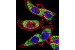 Fluorescent confocal image of  cell stained with YBX1 Antibody (C-term) (ABIN390263 and ABIN2840721). (YBX1 Antikörper  (C-Term))