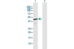 Western Blot analysis of HEMK1 expression in transfected 293T cell line by HEMK1 MaxPab polyclonal antibody.