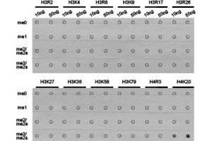 Dot-blot analysis of all sorts of methylation peptides using H4K20me3 antibody. (Histone 3 Antikörper  (3meLys20))