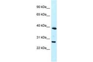 Image no. 1 for anti-Melanoma Antigen Family F, 1 (MAGEF1) (N-Term) antibody (ABIN6747857) (MAGEF1 Antikörper  (N-Term))