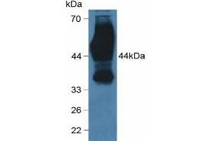 Western blot analysis of Human HeLa cells. (CD147 Antikörper  (AA 79-280))