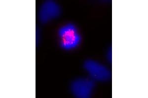 CENP-E mouse mAb (Clone 1H12) tested by immunofluorescence. (CENPE Antikörper)