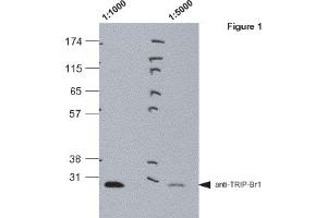 Western blot analysis of pig kidney lysates (LLC-PK1) using MAb to TRIP-Br1 (TB1-27/2)  at 1:1000 and 1:5000. (SERTAD1 Antikörper  (AA 27-42))