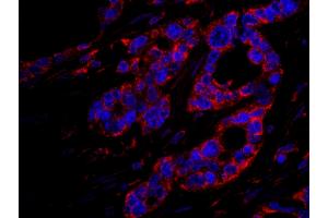 Immunofluorescence (IF) image for anti-Dedicator of Cytokinesis 4 (DOCK4) (AA 1725-1775) antibody (ABIN7448952) (DOCK4 Antikörper  (AA 1725-1775))