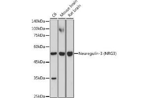 Western blot analysis of extracts of various cell lines, using Neuregulin-3 (Neuregulin-3 (NRG3)) antibody (ABIN7268859) at 1:1000 dilution. (Neuregulin 3 Antikörper)