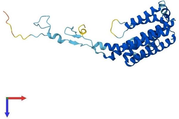 PIGC Protein (AA 1-297) (His tag)