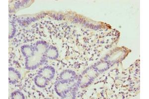 Immunohistochemistry of paraffin-embedded human duodenum tissue using ABIN7169907 at dilution of 1:100 (Sclt1 Antikörper  (AA 1-79))