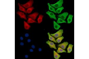 ABIN7095277 and ABIN7099334 staining Hela cells by IF/ICC.