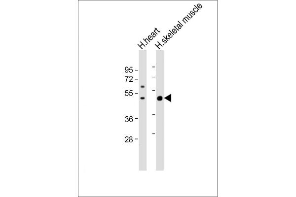 ISLR Antikörper  (C-Term)