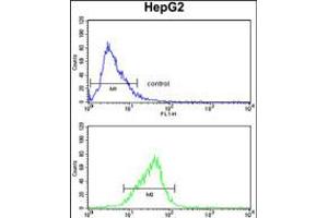Flow cytometry analysis of HepG2 cells (bottom histogram) compared to a negative control cell (top histogram). (FOSB Antikörper  (AA 122-149))