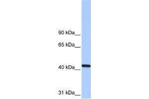 WB Suggested Anti-PGK1 Antibody Titration: 0.