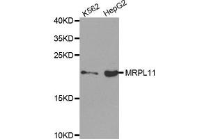 Western Blotting (WB) image for anti-Mitochondrial Ribosomal Protein L11 (MRPL11) antibody (ABIN1876210)