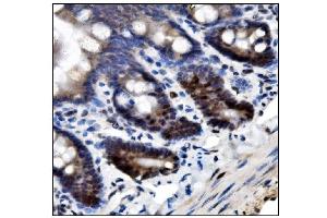 IHC analysis of SUMO2/3 using anti-SUMO2/3 antibody (ABIN7600856). (SUMO2/3 Antikörper  (AA 24-72))