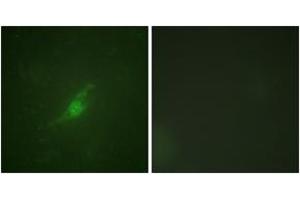 Immunofluorescence analysis of NIH-3T3 cells, using Period Circadian Protein 2 (Ab-662) Antibody. (PER2 Antikörper  (AA 636-685))