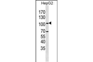 Western Blotting (WB) image for anti-Leucine-Rich Repeat Containing G Protein-Coupled Receptor 5 (LGR5) (AA 238-270), (N-Term) antibody (ABIN5536143)