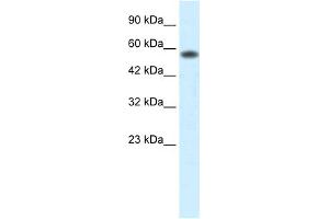 PCYOX1 Antikörper  (C-Term)