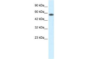 WB Suggested Anti-PCYOX1 Antibody Titration:  0.