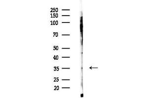 anti-Olfactory Receptor 1M1 (OR1M1) (N-Term) antibody