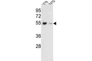 Western Blotting (WB) image for anti-Eukaryotic Translation Elongation Factor 1 alpha 1 (EEF1A1) antibody (ABIN3002704) (eEF1A1 Antikörper)