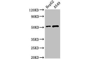 Western Blot Positive WB detected in: HepG2 whole cell lysate, A549 whole cell lysate All lanes: PNLIPRP2 antibody at 3 μg/mL Secondary Goat polyclonal to rabbit IgG at 1/50000 dilution Predicted band size: 52 kDa Observed band size: 52 kDa