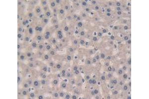 IHC-P analysis of Rat Tissue, with DAB staining. (Complement Factor B Antikörper  (AA 476-592))