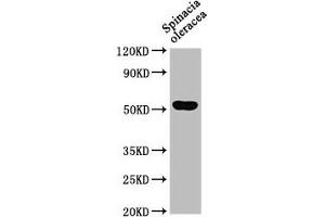 Western Blot Positive WB detected in: Spinacia oleracea leaf tissue All lanes: SUN1 antibody at 1:1000 Secondary Goat polyclonal to rabbit IgG at 1/50000 dilution Predicted band size: 52 kDa Observed band size: 52 kDa (SUN1 Antikörper  (AA 2-105))