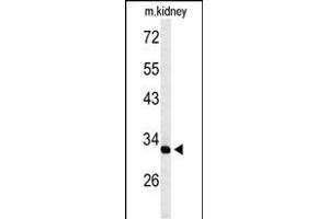Western blot analysis of TMUB2 Antibody (Center) (ABIN653594 and ABIN2842963) in mouse kidney tissue lysates (35 μg/lane). (TMUB2 Antikörper  (AA 83-112))