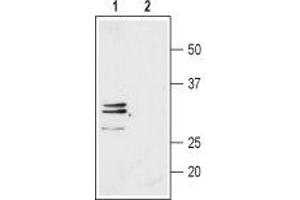 Western blot analysis of rat H4-II-E-C3 hepatoma cell line lysate:1.