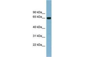 Image no. 1 for anti-Interleukin 22 Receptor, alpha 1 (IL22RA1) (AA 251-300) antibody (ABIN6742083) (IL22 Receptor alpha 1 Antikörper  (AA 251-300))