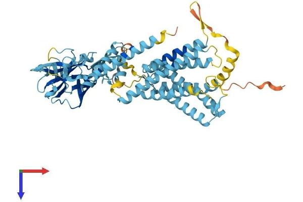 CLPTM1L Protein (AA 1-538) (His tag)