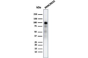 Western Blot Analysis of human Pancreas tissue lysate using GP2 Recombinant Rabbit Monoclonal Antibody (GP2/2569R). (Rekombinanter GP2 Antikörper  (AA 35-179))