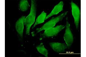 Immunofluorescence of purified MaxPab antibody to GRN on HeLa cell. (Granulin Antikörper  (AA 1-593))