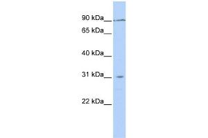 TMEM146 Antikörper  (N-Term)