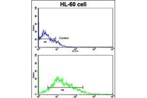Flow cytometric analysis of HL-60 cells using LIN28B Antibody (bottom histogram) compared to a negative control cell (top histogram). (LIN28B Antikörper  (C-Term))