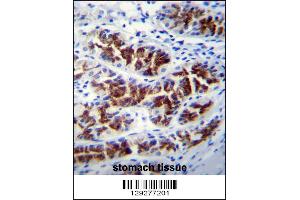 PTPN20A Antibody immunohistochemistry analysis in formalin fixed and paraffin embedded human stomach tissue followed by peroxidase conjugation of the secondary antibody and DAB staining. (PTPN20A Antikörper  (AA 178-207))