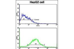Flow cytometric analysis of HepG2 cells using PUM2 Antibody (S182)(bottom histogram) compared to a negative control cell (top histogram). (PUM2 Antikörper  (AA 159-189))