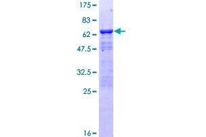 ANP32E Protein (AA 1-268) (GST tag)