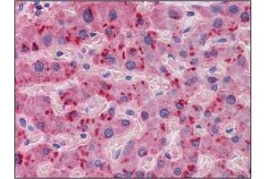 Immunohistochemistry (IHC) image for anti-Apolipoprotein A-II (APOA2) (AA 1-101) antibody (ABIN614396) (APOA2 Antikörper  (AA 1-101))