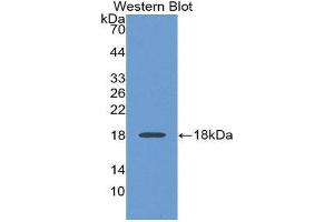 Western Blotting (WB) image for anti-PDGF-BB Homodimer (AA 82-190) antibody (ABIN3201470) (PDGF-BB Homodimer (AA 82-190) Antikörper)