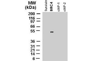 Western blot analysis of recombinant full-length IAP proteins using polyclonal antibody to BIRC4 polyclonal antibody  at 1 : 2000.