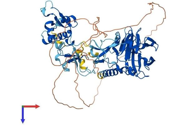 ASH2L Protein (AA 1-628) (His tag)