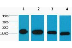 Western Blotting (WB) image for anti-Histone 3 (H3) antibody (ABIN3178591) (Histone 3 Antikörper)