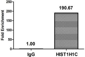 Chromatin Immunoprecipitation Hela (4*10 6 ) were treated with Micrococcal Nuclease, sonicated, and immunoprecipitated with 8 μg anti-HIST1H1C (ABIN7139594) or a control normal rabbit IgG. (HIST1H1C Antikörper  (meLys186))