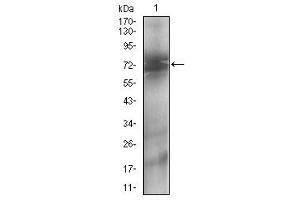Fig. (CD73 Antikörper  (AA 30-250))