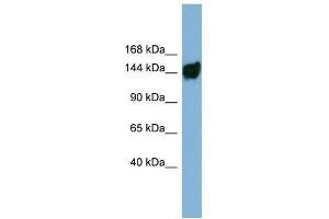 Human ACHN; WB Suggested Anti-AASDH Antibody Titration: 0. (AASDH Antikörper  (Middle Region))