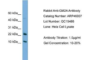 WB Suggested Anti-GM2A  Antibody Titration: 0. (GM2A Antikörper  (N-Term))