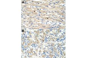 Immunohistochemical staining (Formalin-fixed paraffin-embedded sections) of human muscle (A) and human liver (B) with EXOSC6 polyclonal antibody  at 4-8 ug/mL working concentration. (EXOSC6 Antikörper  (N-Term))