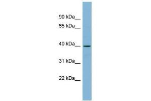 Western Blot showing ETV3L antibody used at a concentration of 1-2 ug/ml to detect its target protein.